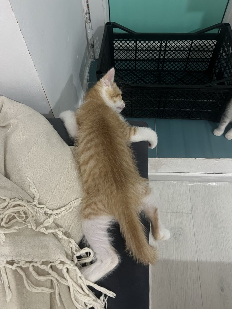Котенка есть 1 мальчик,1 девочка