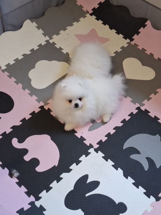 Pui Pomeranian mascul