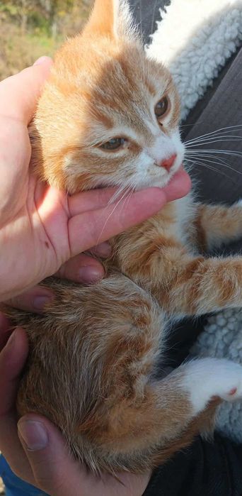 Pisicuta portocalie tigrata spre adoptie