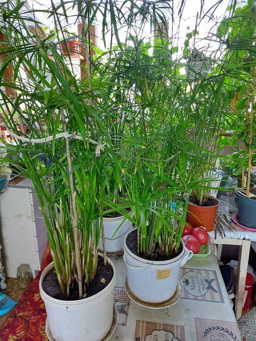 Циперусы  Хлорофитумы ,  бугенвиллия  и др.