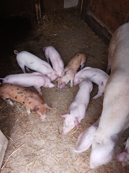 Păsări de obor Crescute natural