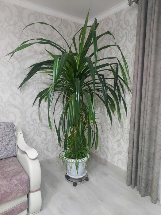 Цветок комнатный Пальма панданус
