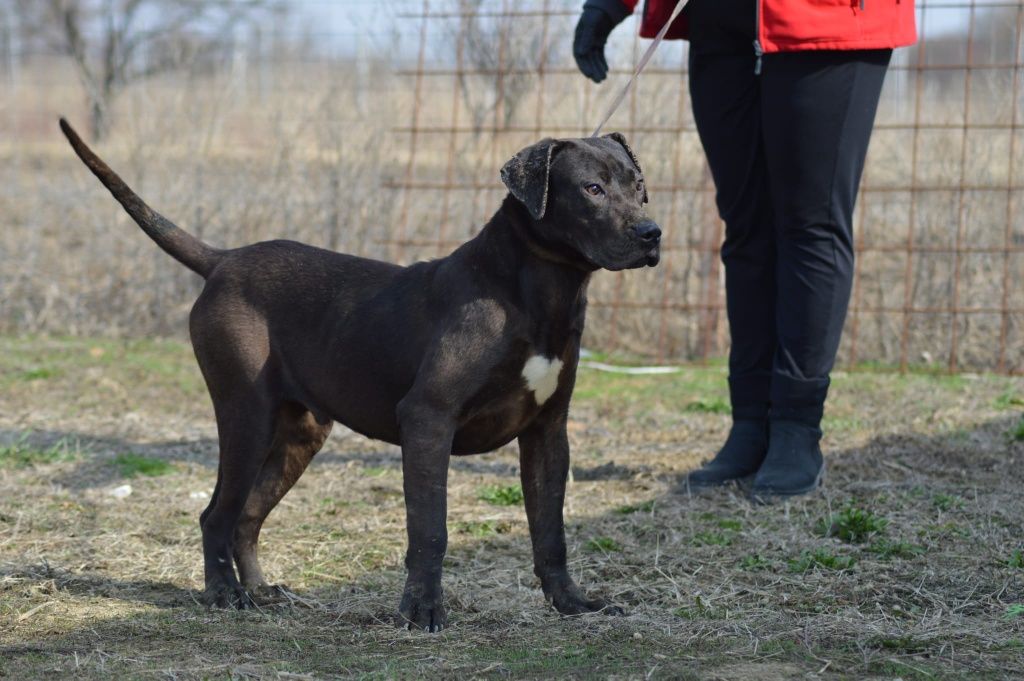 Mascul presa canario