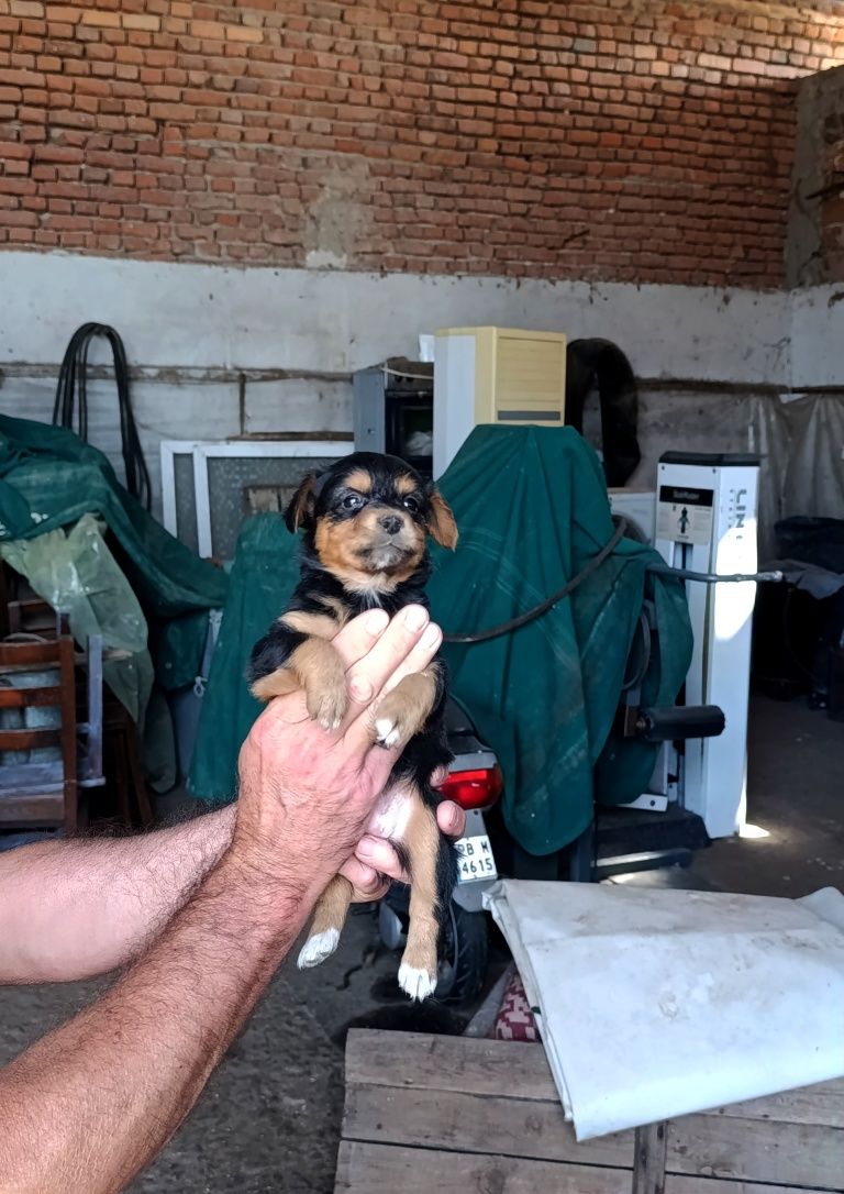 Подарявам кученца