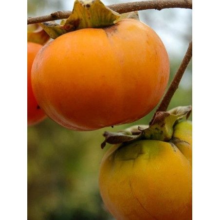 Pomi Fructiferi EXOTICI la Ghiveci  (KAKI )