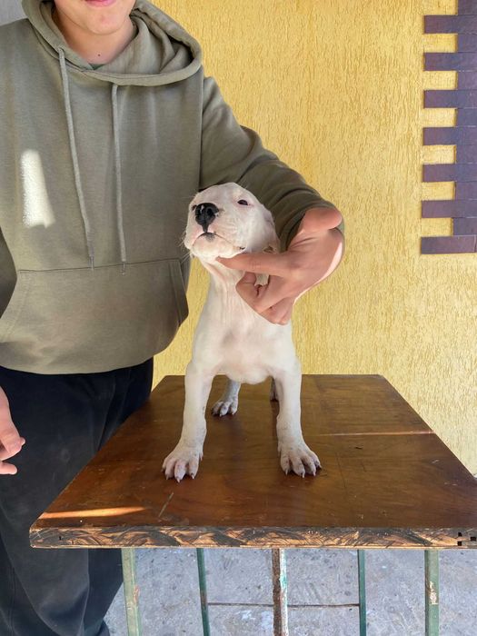 Dog argentino femela