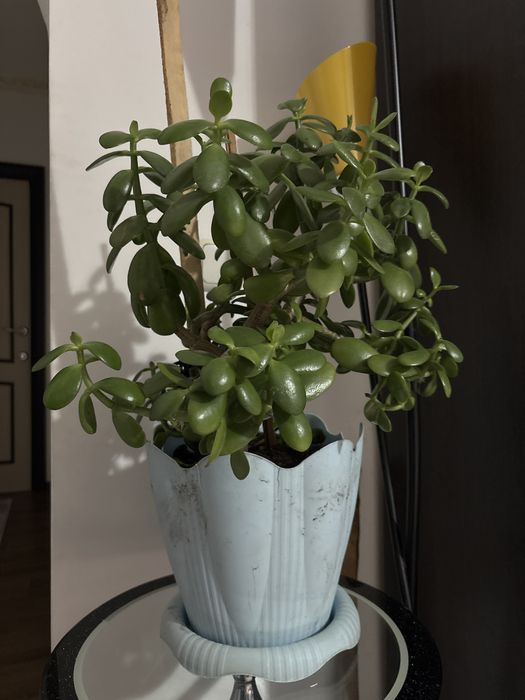 Тослтянка дерево(денежное дерево)