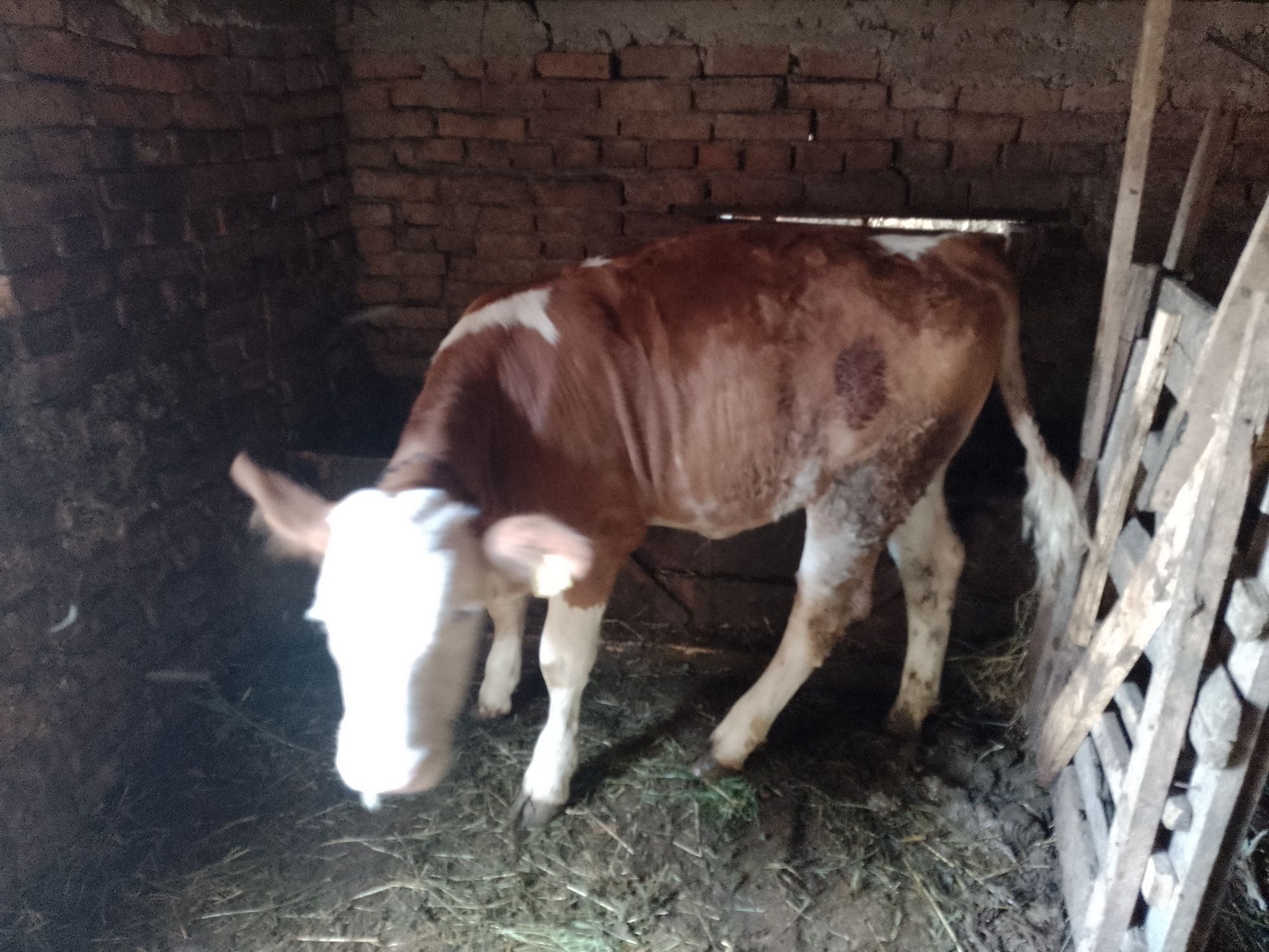 vând vițea bălțată