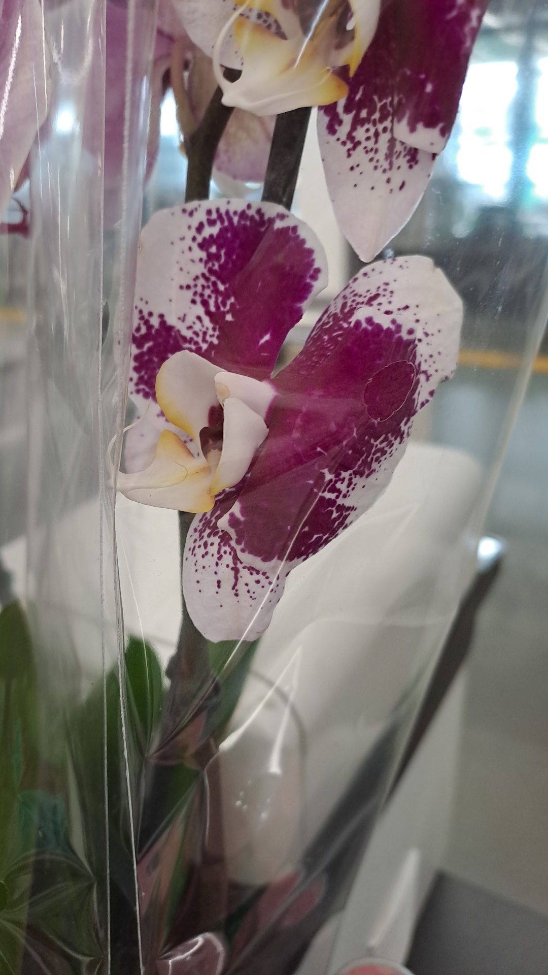 Продам орхидеи фаленопсис отцветашки