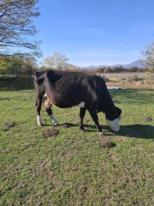 Vaca și vitea de vânzare