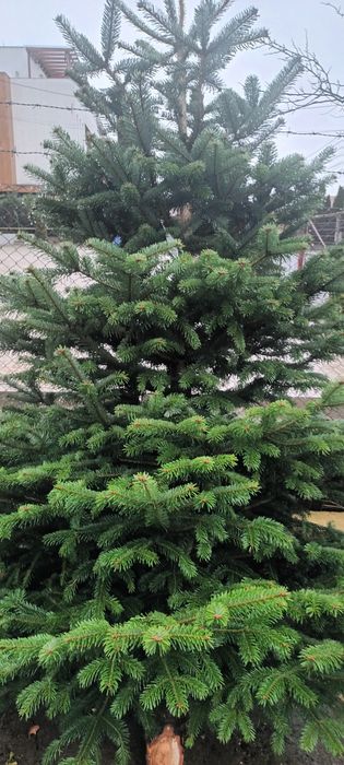 Brad de Crăciun (tăiat şi la ghiveci)