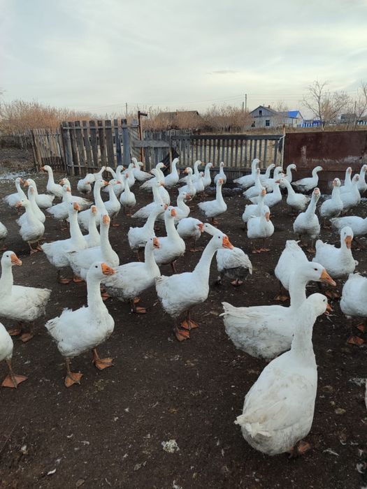 Продам гусей готовых к забою