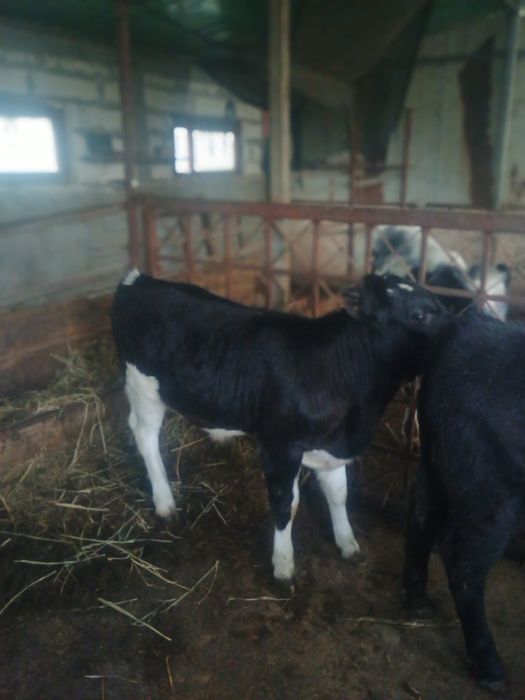 Vand 2 vitei de carne