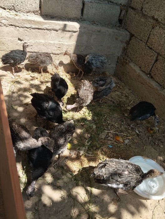 Продаётся цыплята индушата