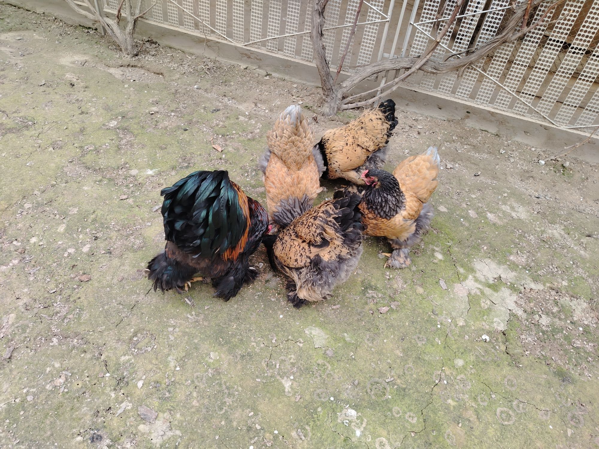 Brama Tuxumlari Sotuvda Zakas Xam Olaman