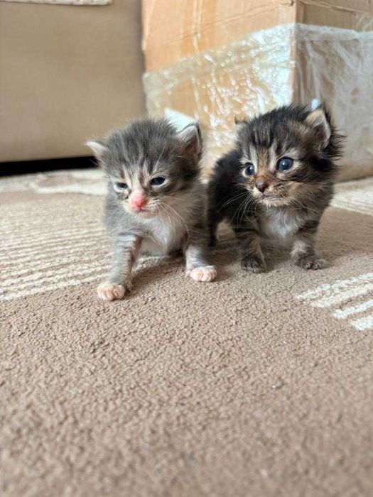 Котята мальчики ищут дом!