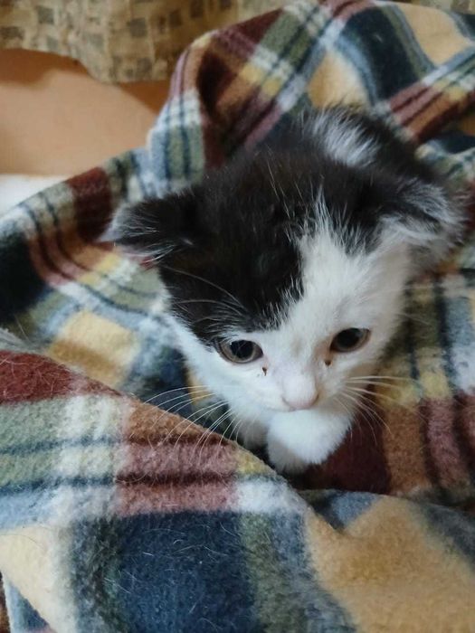 Отдам котят в добрые руки