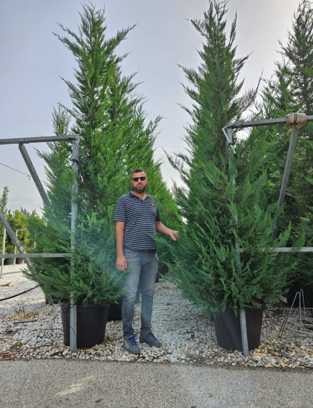 Leylandii 2.3m - 2.5m/ calite extra/ super oferta