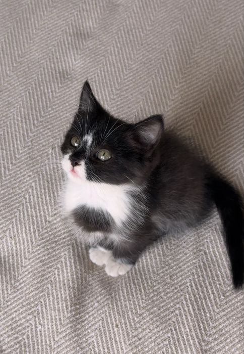 Котенок в добрые руки
