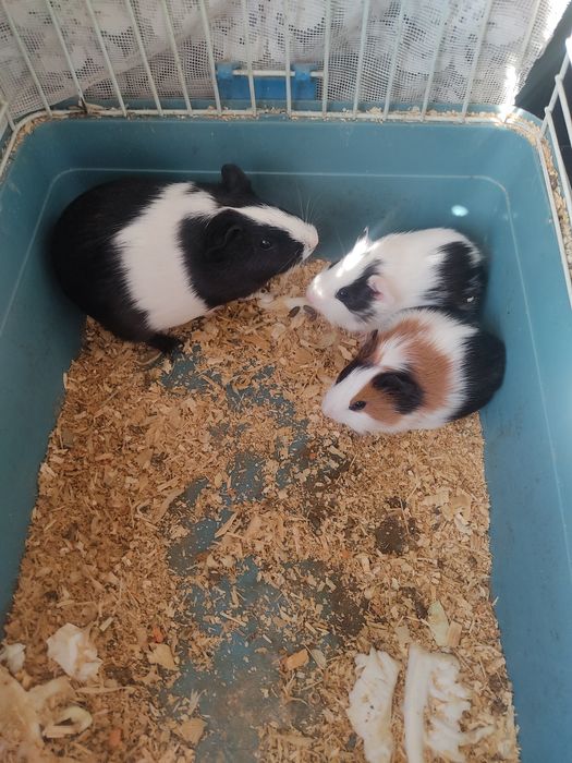 Продам морских свинок