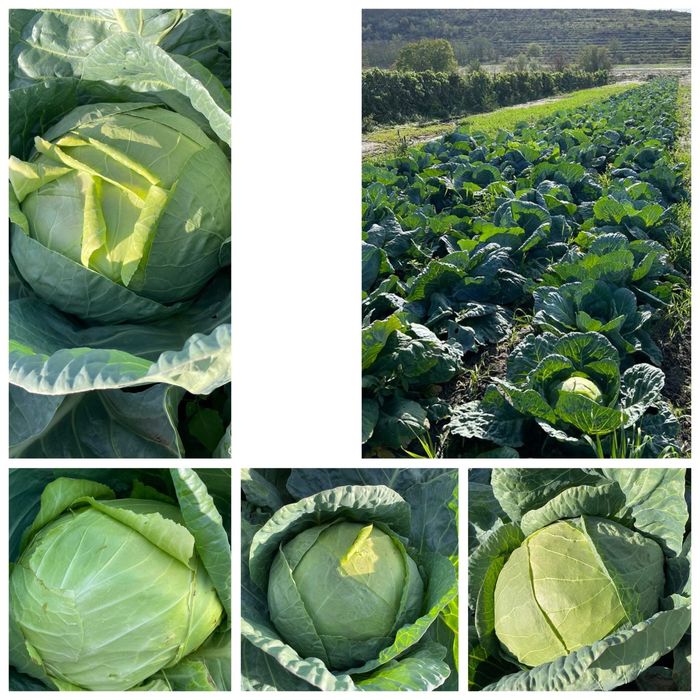 Varză de buzau de vânzare