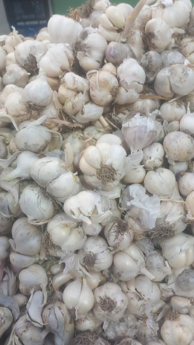 Usturoi de pus în pământ și consum