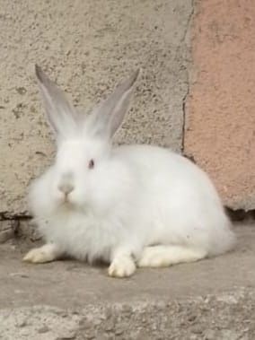Iepuri de vânzare