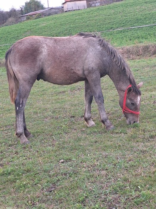 De vânzare manz de 8 luni  .