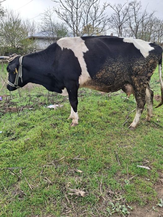 Vând vacă românească