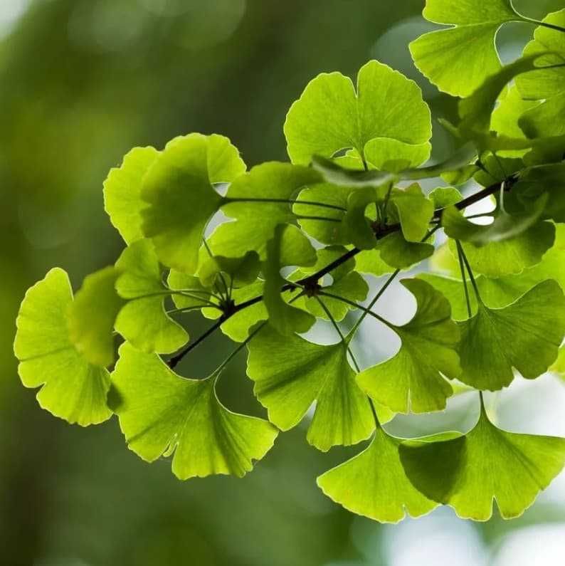 Гинкго (Ginkgo biloba), саженцы