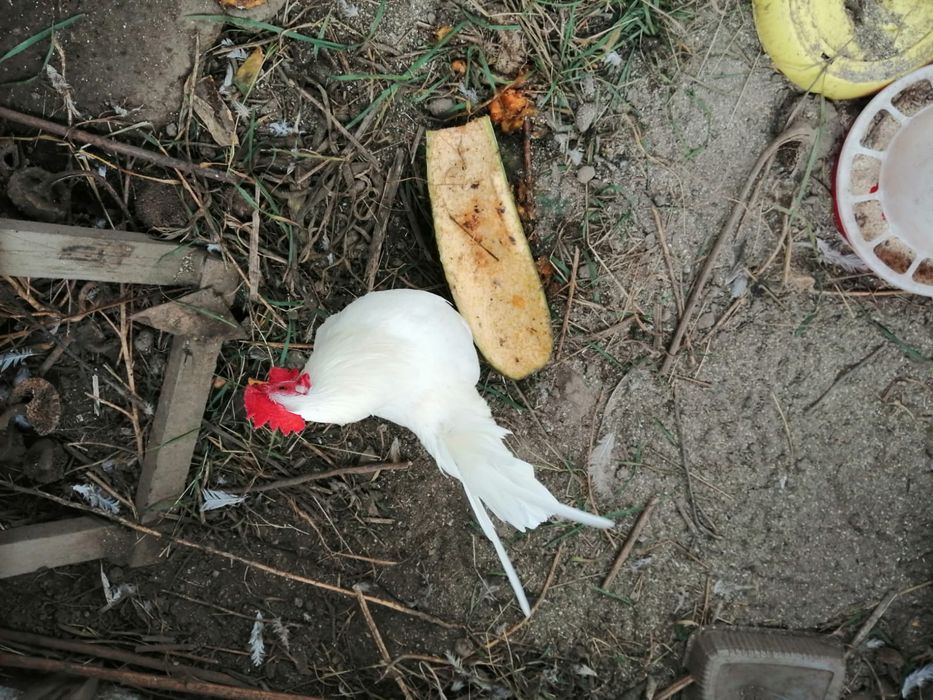 Vând cocoși americani