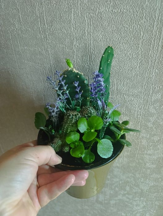 Продам флорариумы с кактусами сансевьерами