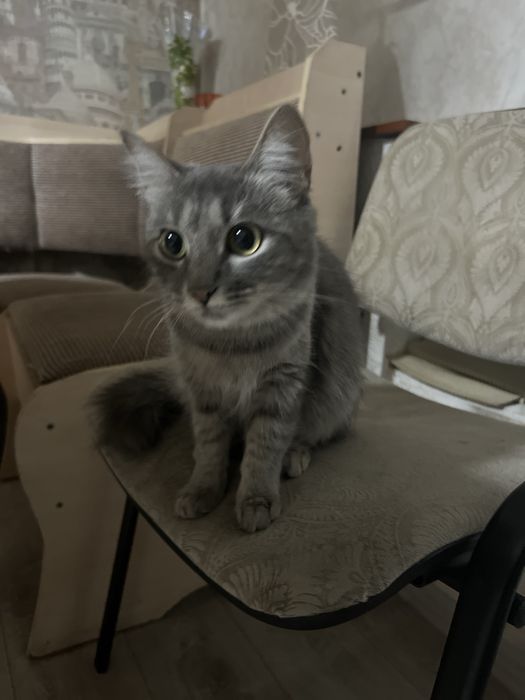 Отдам кошку крысоловку в добрые руки