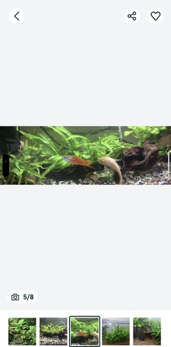Creveti red sacura și decoruri cu plante prinse natural pe ele