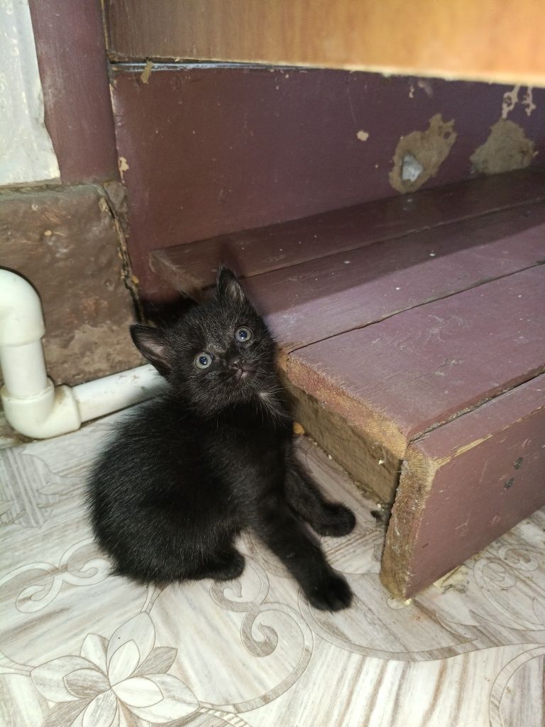 Прекрасные котята