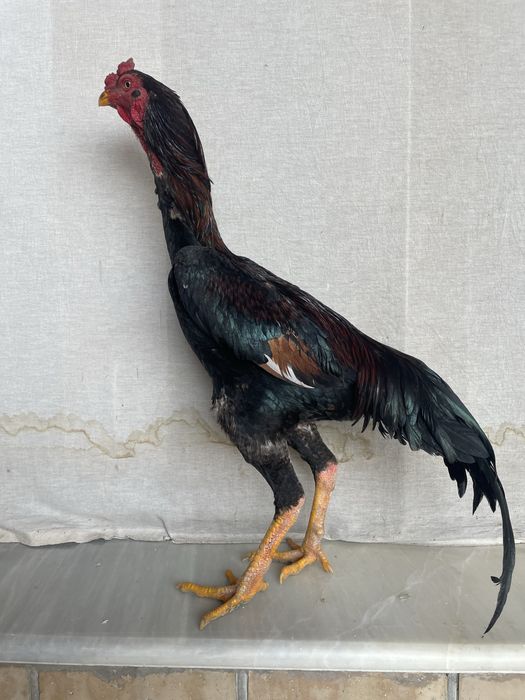 O Shamo zot juja vesi 4.4 kg juja narxi 100 dolar