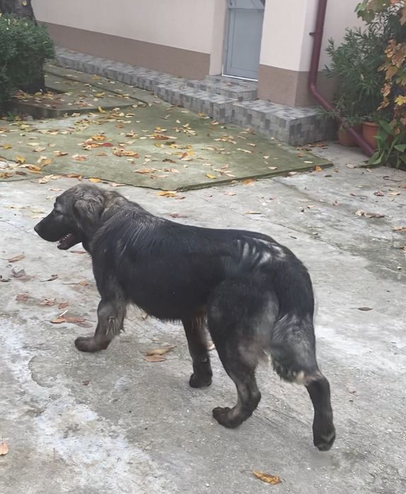 Femela ciobanesc carpatin