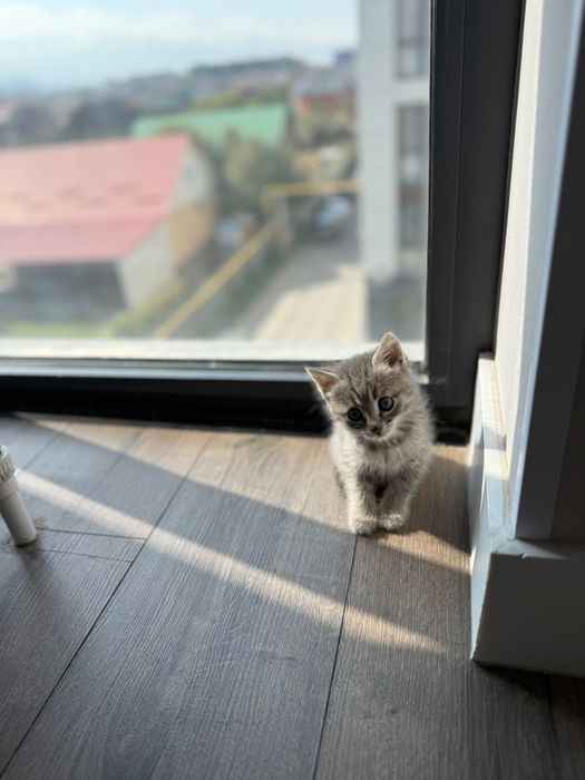 Отдам котенка в заботливую семью