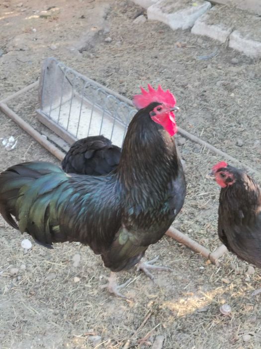 Cocos austrolop negru