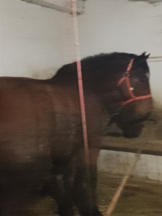 De vânzare cal de 3 ani