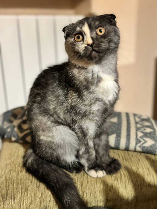 Женско коте шотландска клепоуха