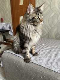 Шикарный котенок породы Мейн-кун