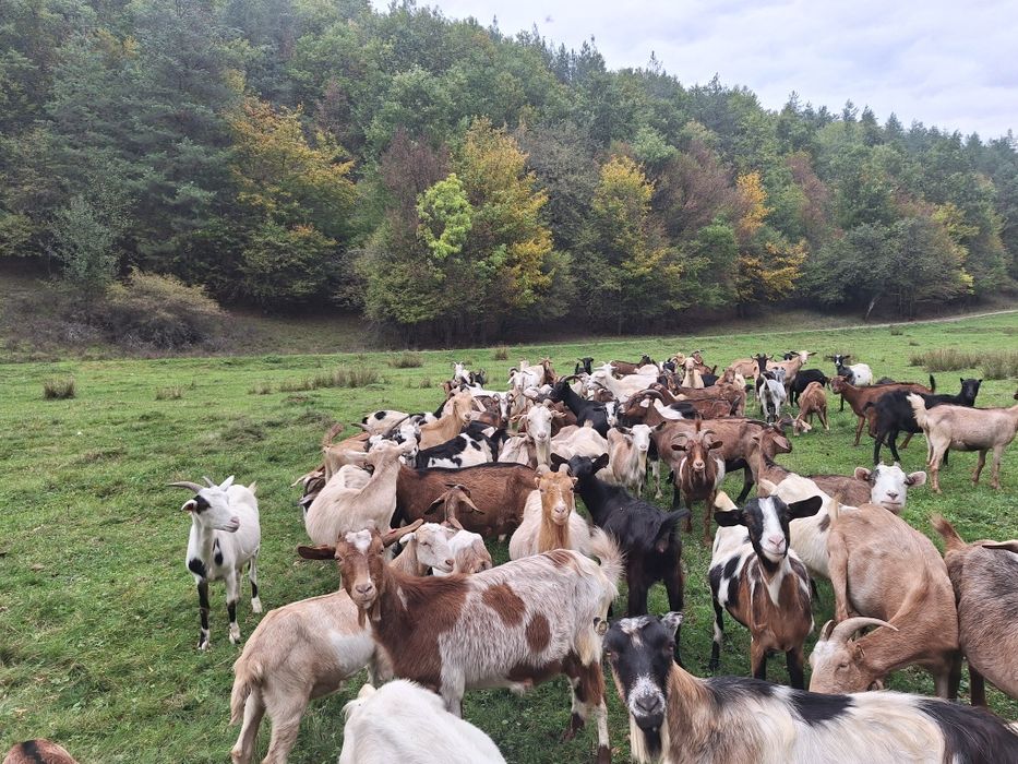 Vand 15capre gestante