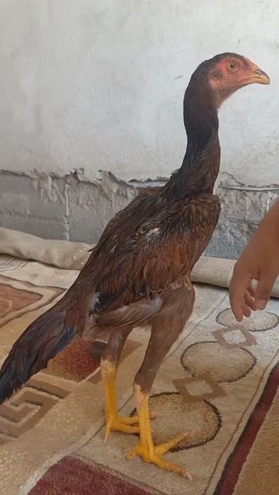 Жўжа макион тайинли зот берадиган нарсала