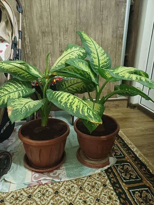 Цветы дихенбахия натуральный кислород такое время сейчас как в Ташкент