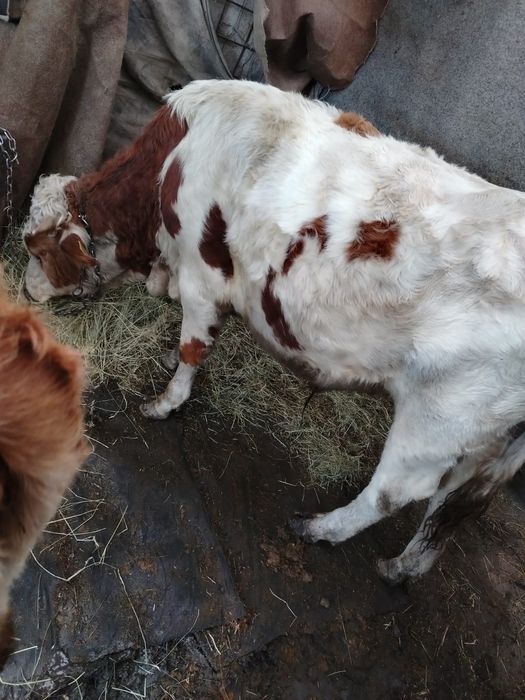 Vând vițel și vițea.