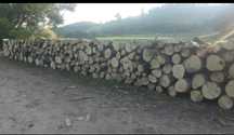 Lemne de foc tare