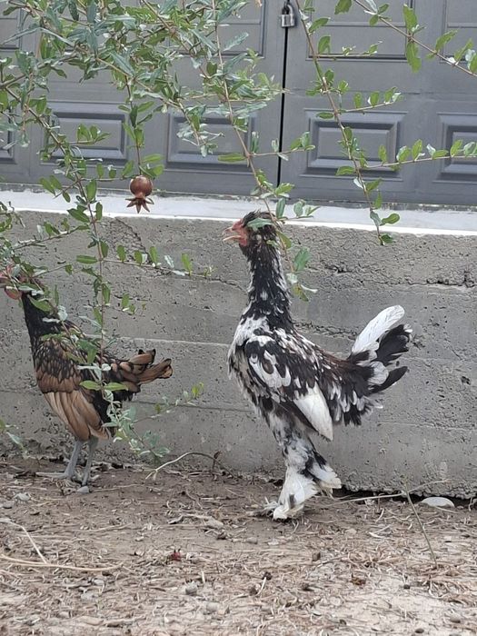 5 ойлик тилла Сибрайт ва тоза япон жўжа сотаман