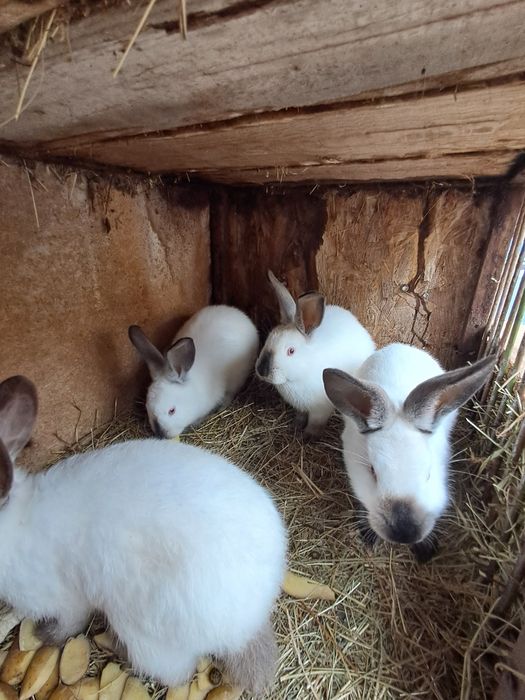 Vând iepuri californian