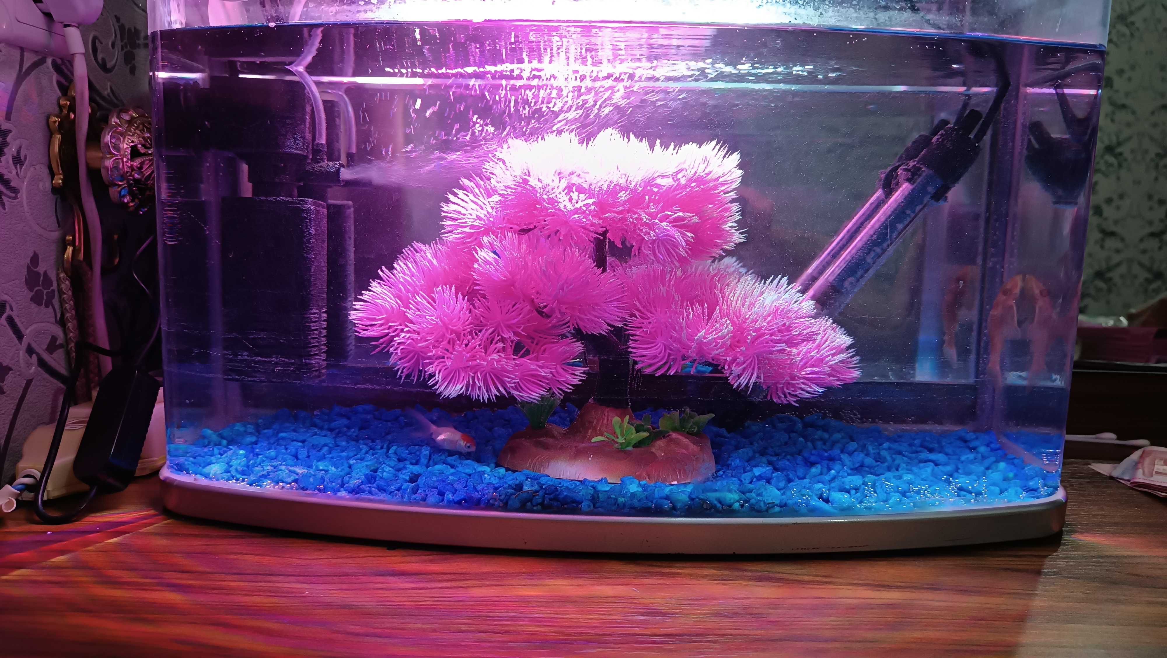 Akvarium sotiladi baliqlar bilan